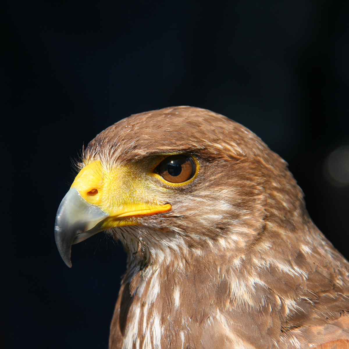 鷹のまなざしで商品を選定・選択